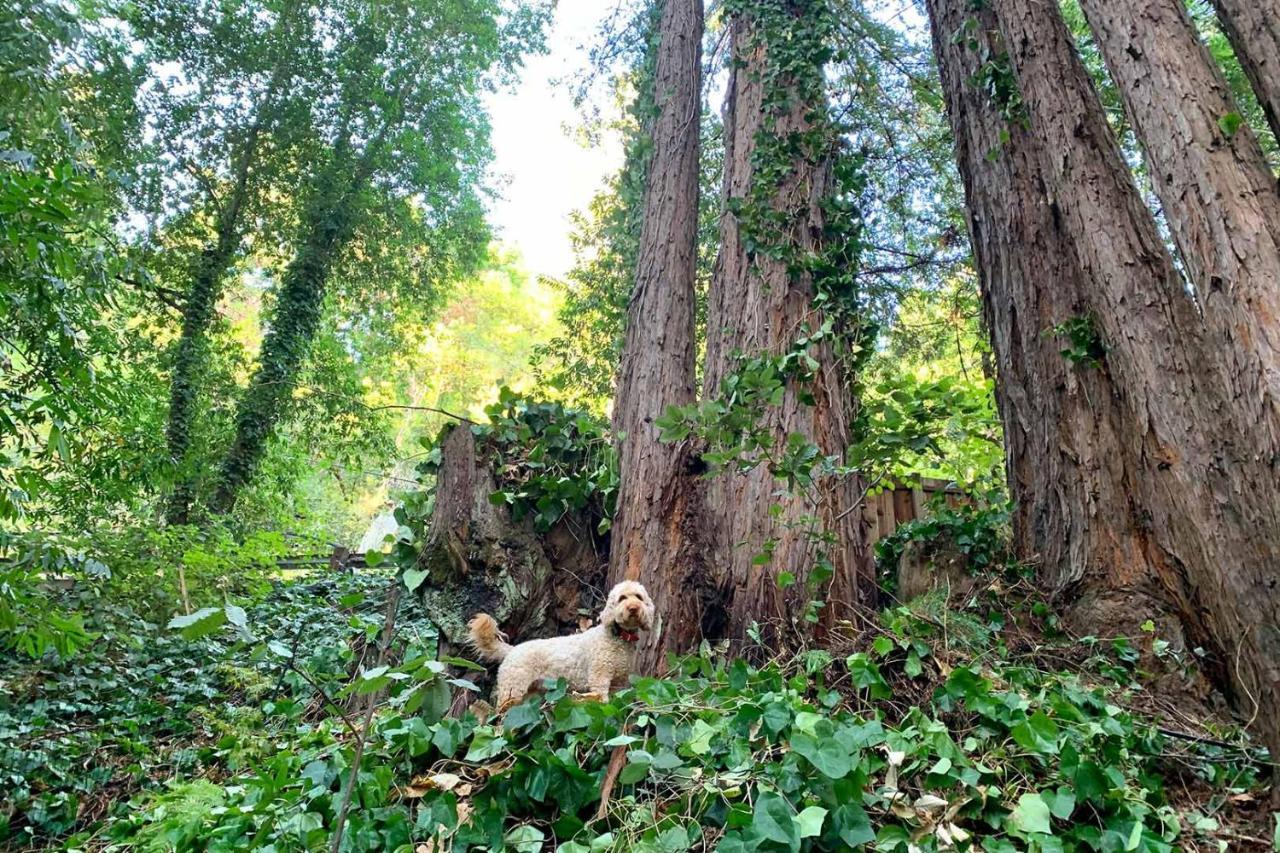 Villa Artist'S Perch à Guerneville Extérieur photo
